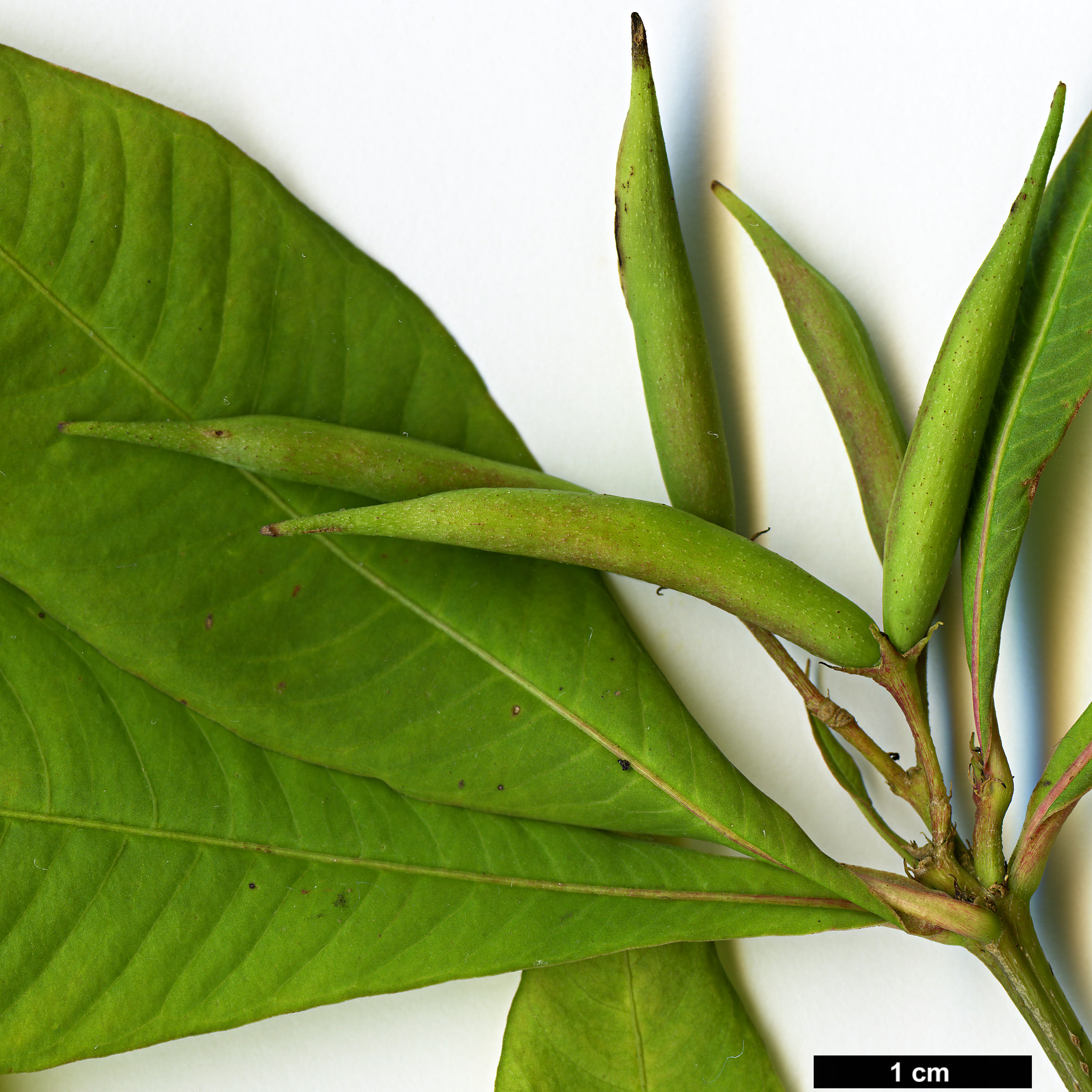 High resolution image: Family: Apocynaceae - Genus: Alstonia - Taxon: yunnanensis